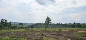 Looking for Affordable Plots, Say No More, We Have Them in Namayumba