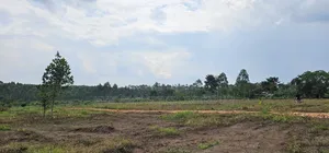 Looking for Affordable Plots, Say No More, We Have Them in Namayumba