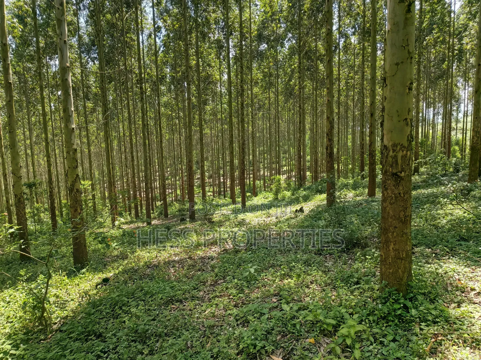 Land Developed With Eucalyptus on Sale