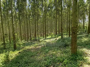 Land Developed With Eucalyptus on Sale