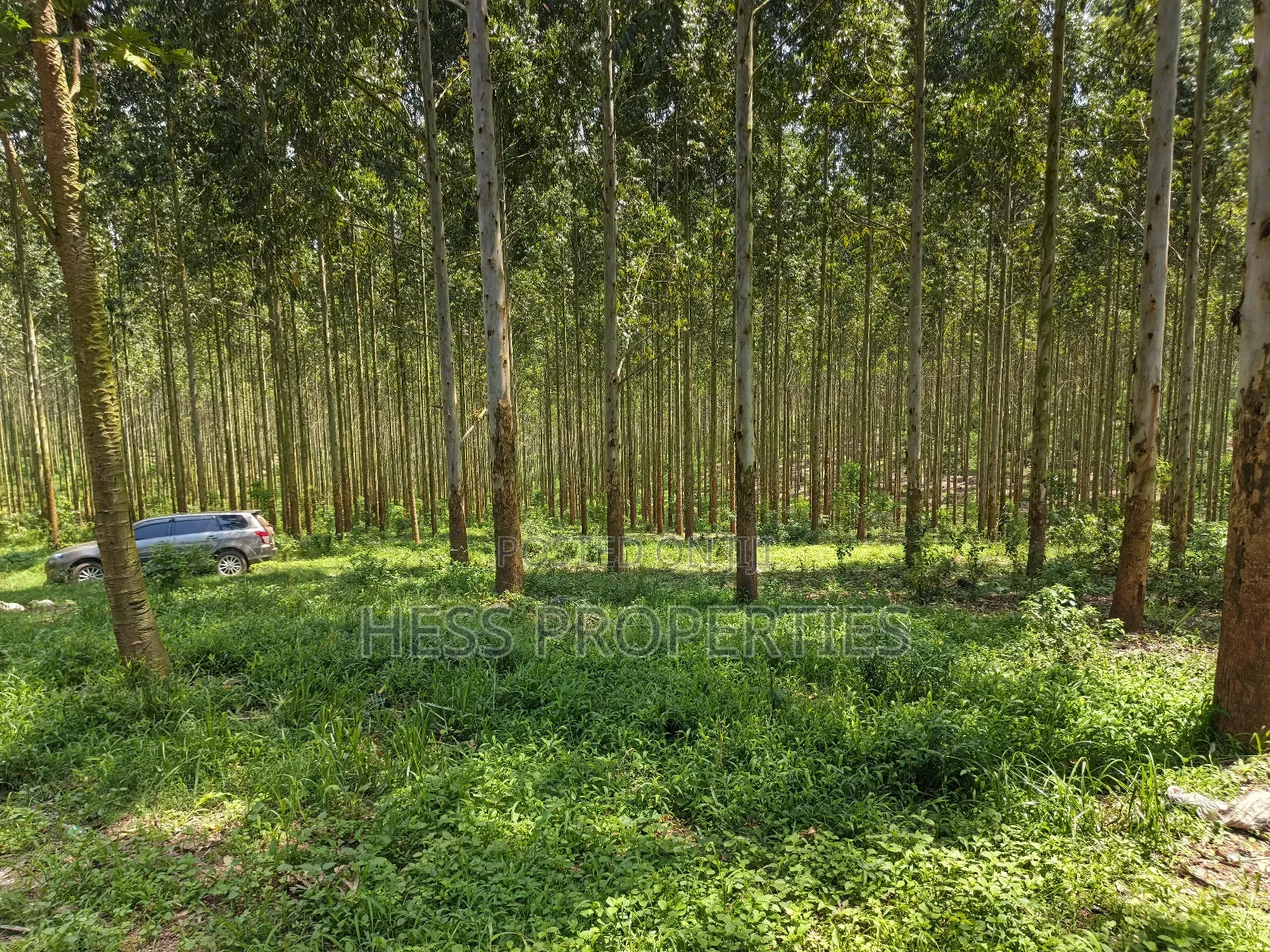 Land Developed With Eucalyptus on Sale
