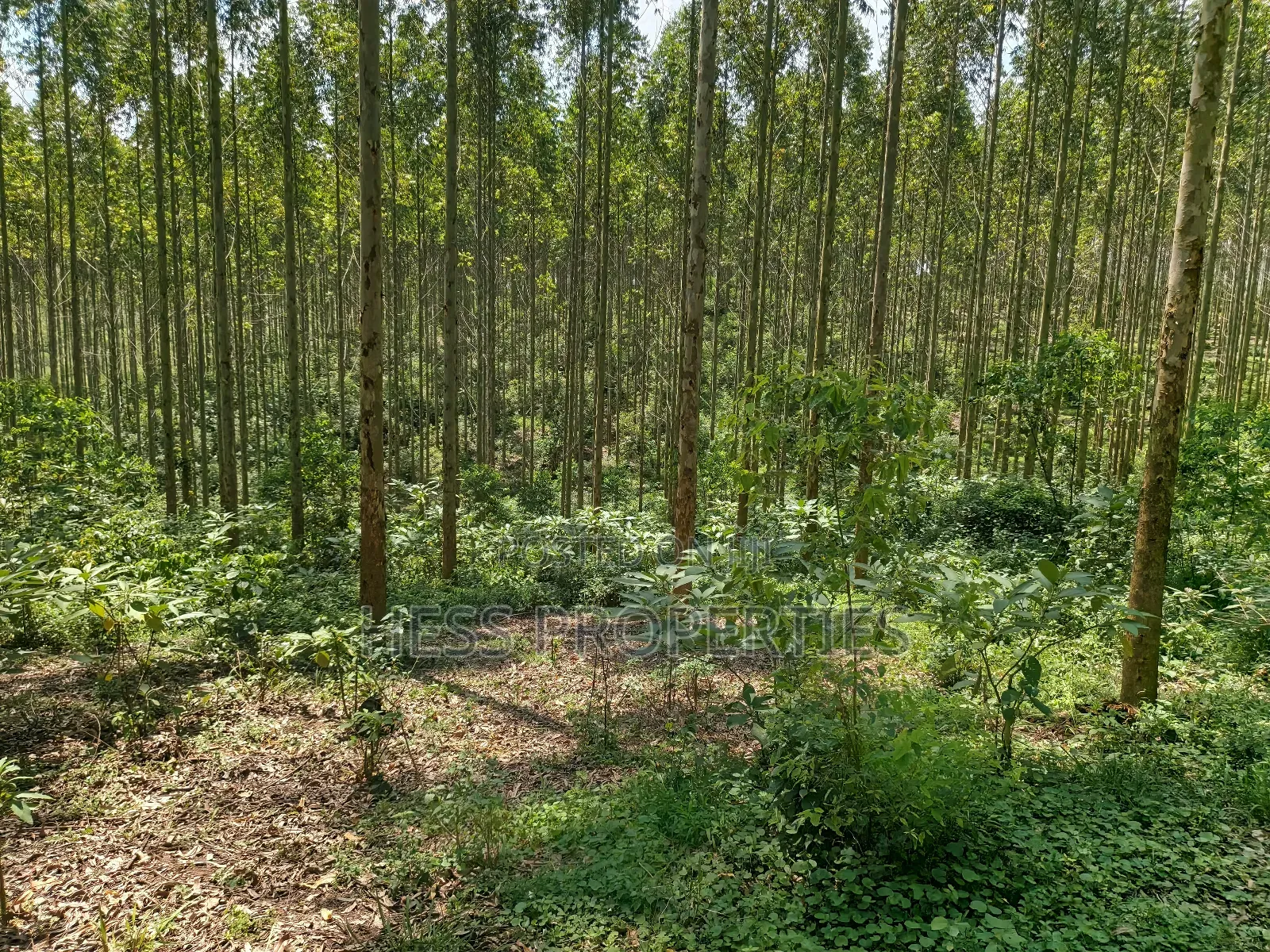 Land Developed With Eucalyptus on Sale