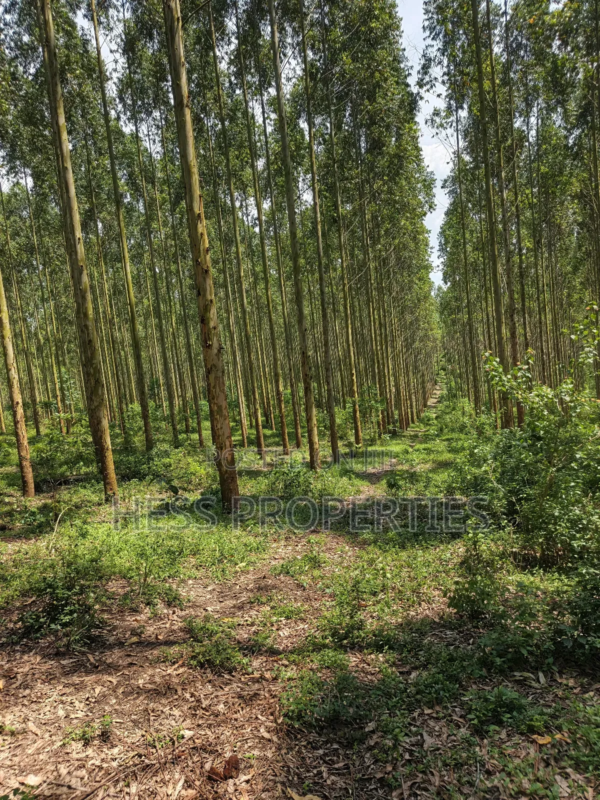 Land Developed With Eucalyptus on Sale