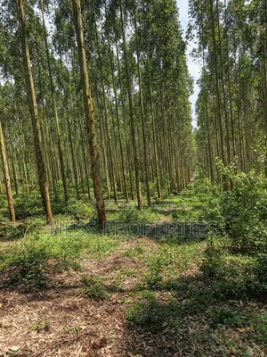 Land Developed With Eucalyptus on Sale