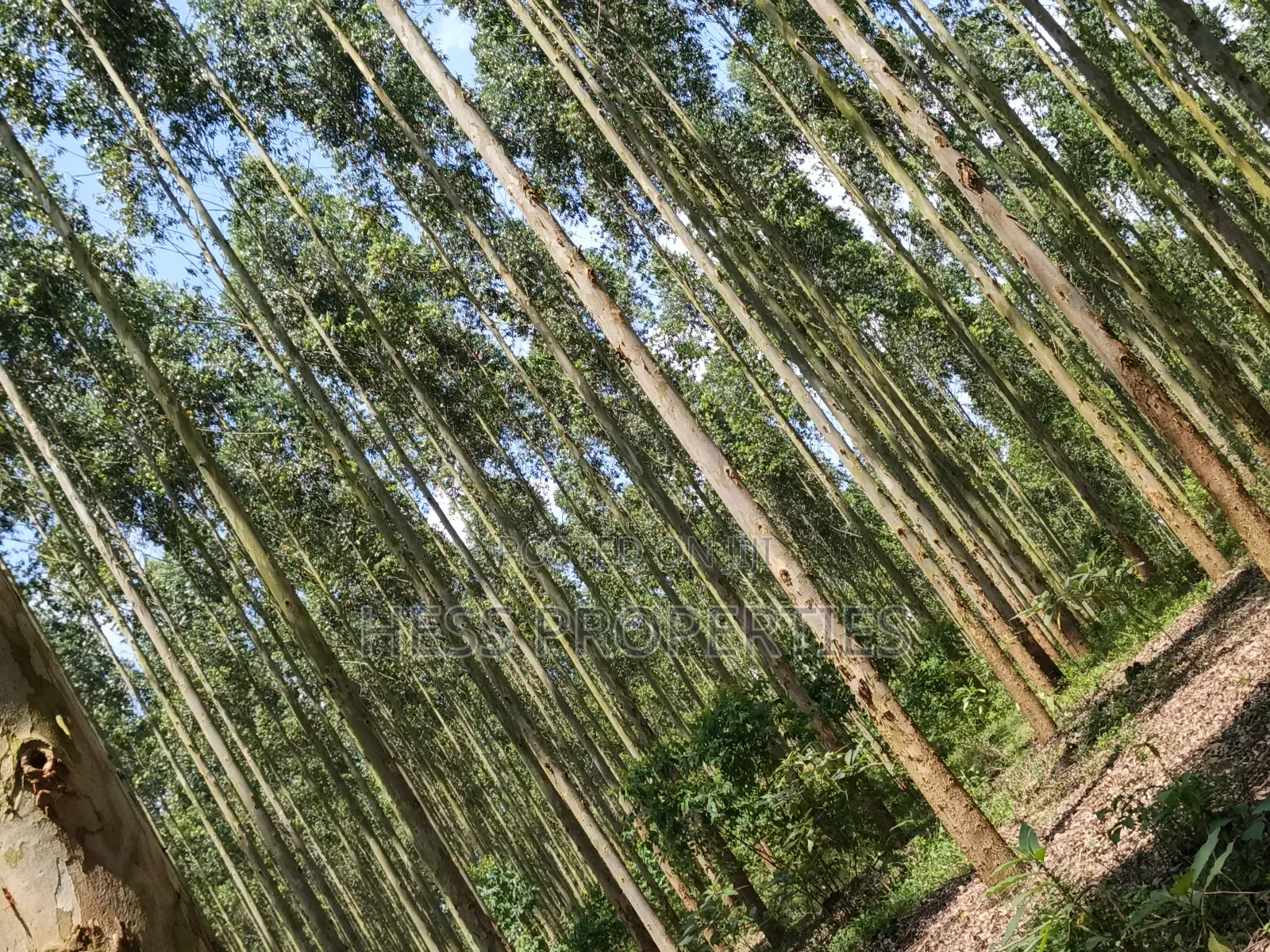 Land Developed With Eucalyptus on Sale
