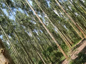 Land Developed With Eucalyptus on Sale