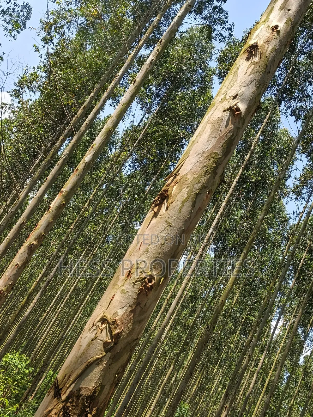 Land Developed With Eucalyptus on Sale