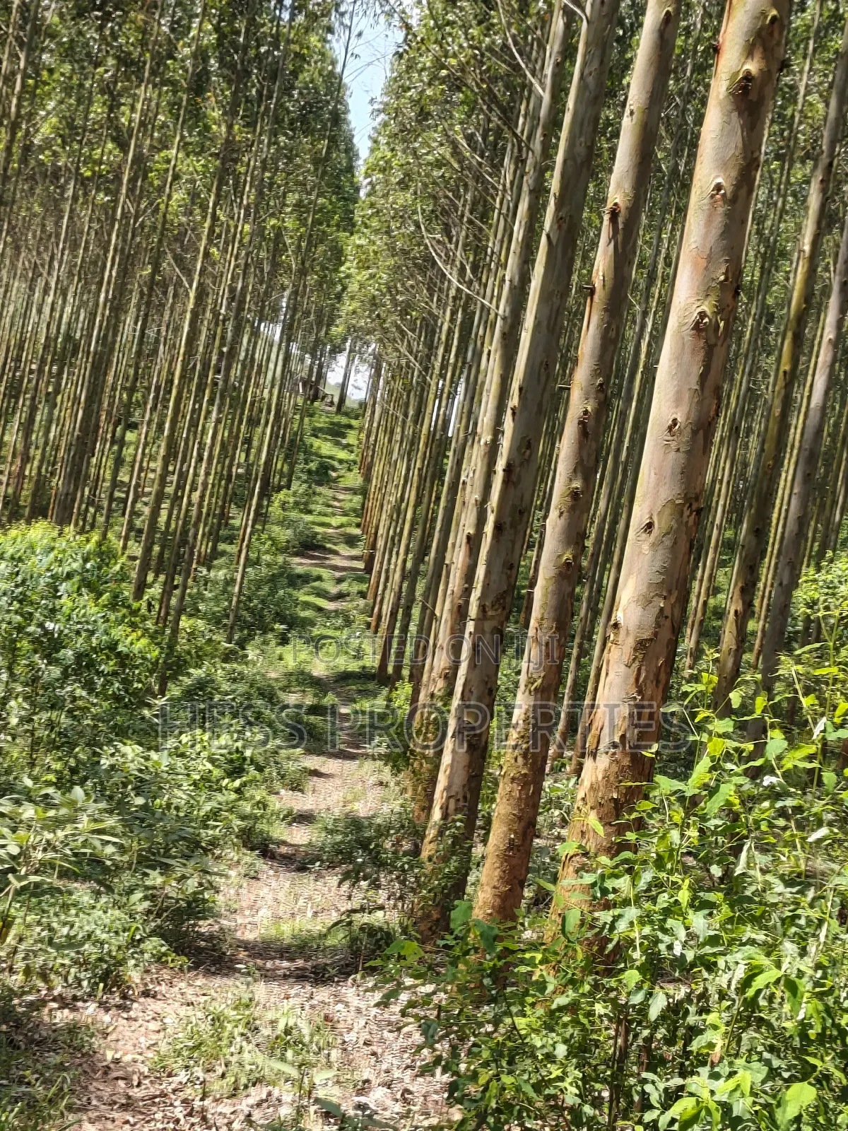 Land Developed With Eucalyptus on Sale