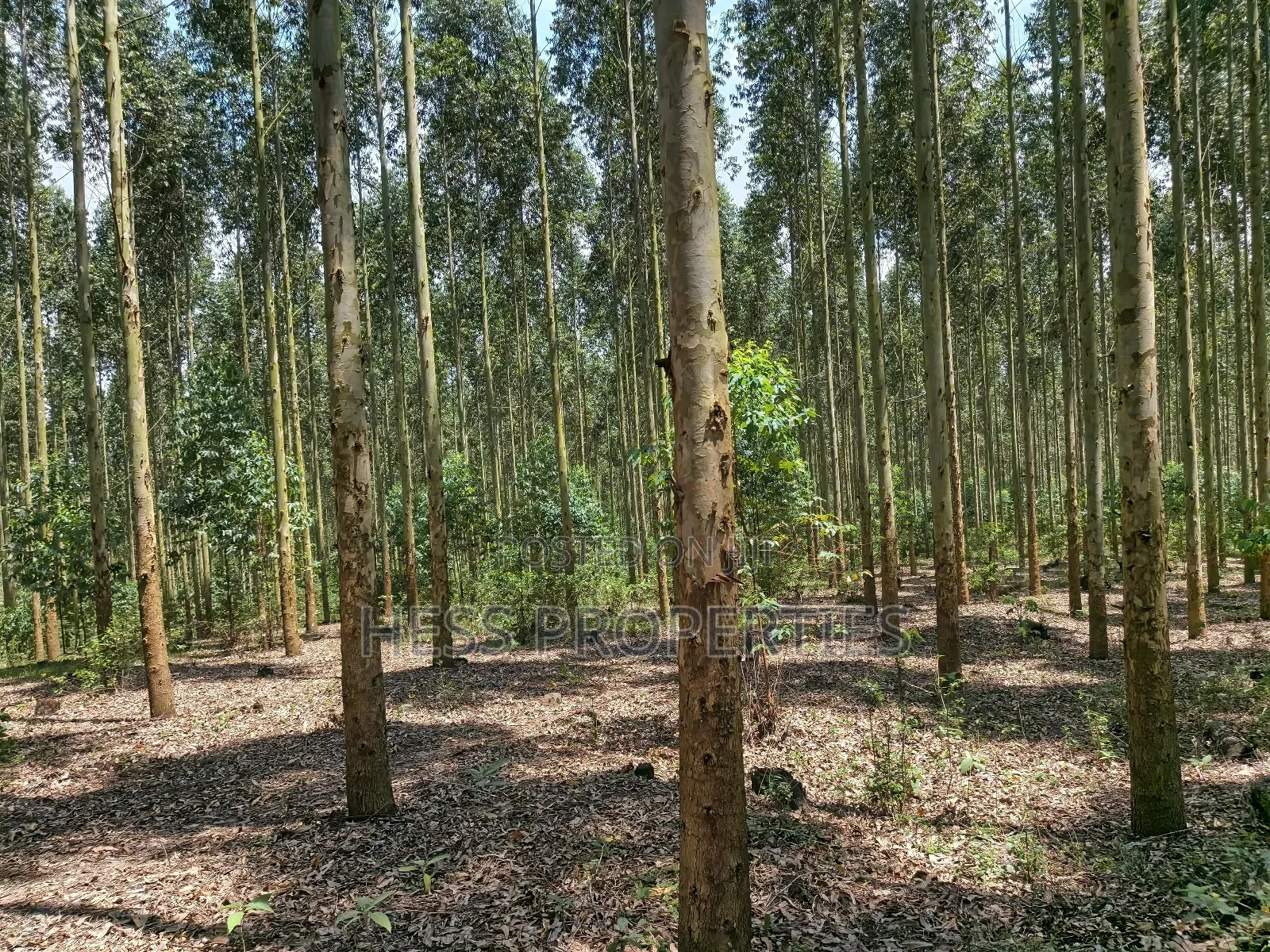 Land Developed With Eucalyptus on Sale