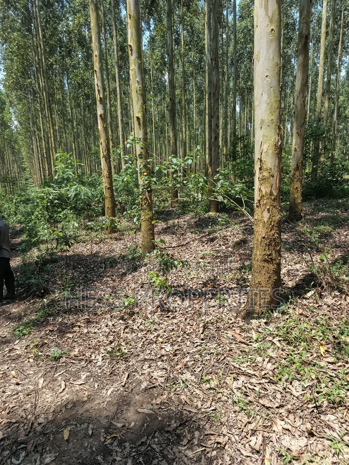 Land Developed With Eucalyptus on Sale