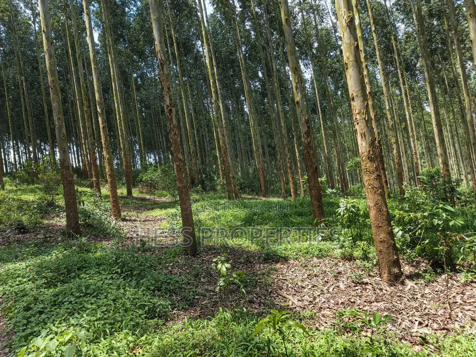 Land Developed With Eucalyptus on Sale