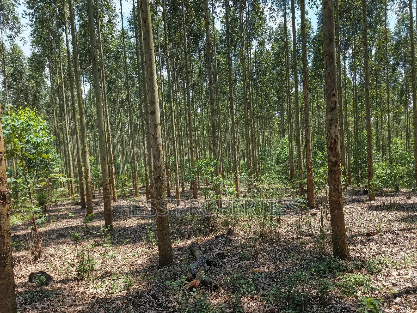 Land Developed With Eucalyptus on Sale