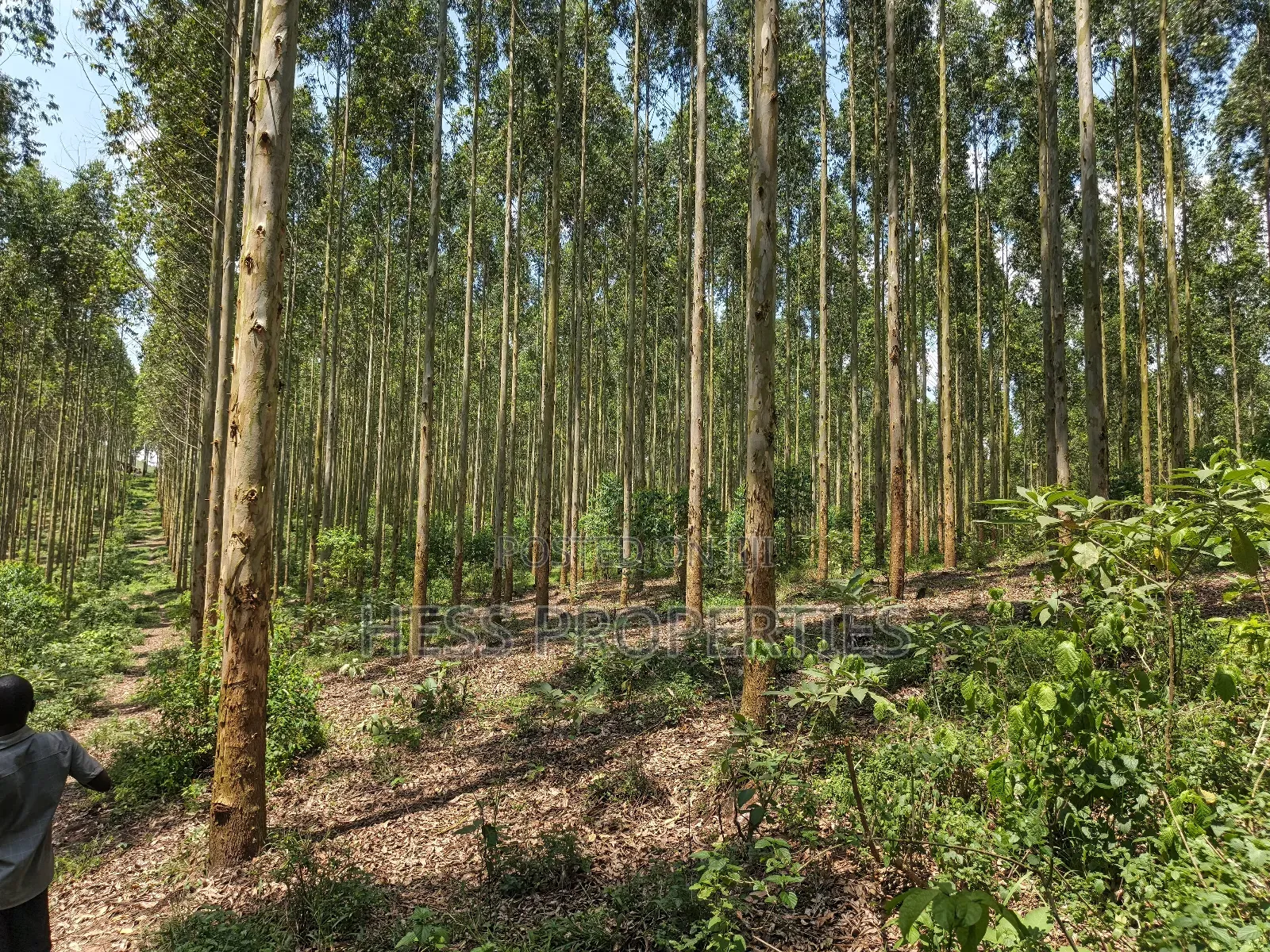 Land Developed With Eucalyptus on Sale