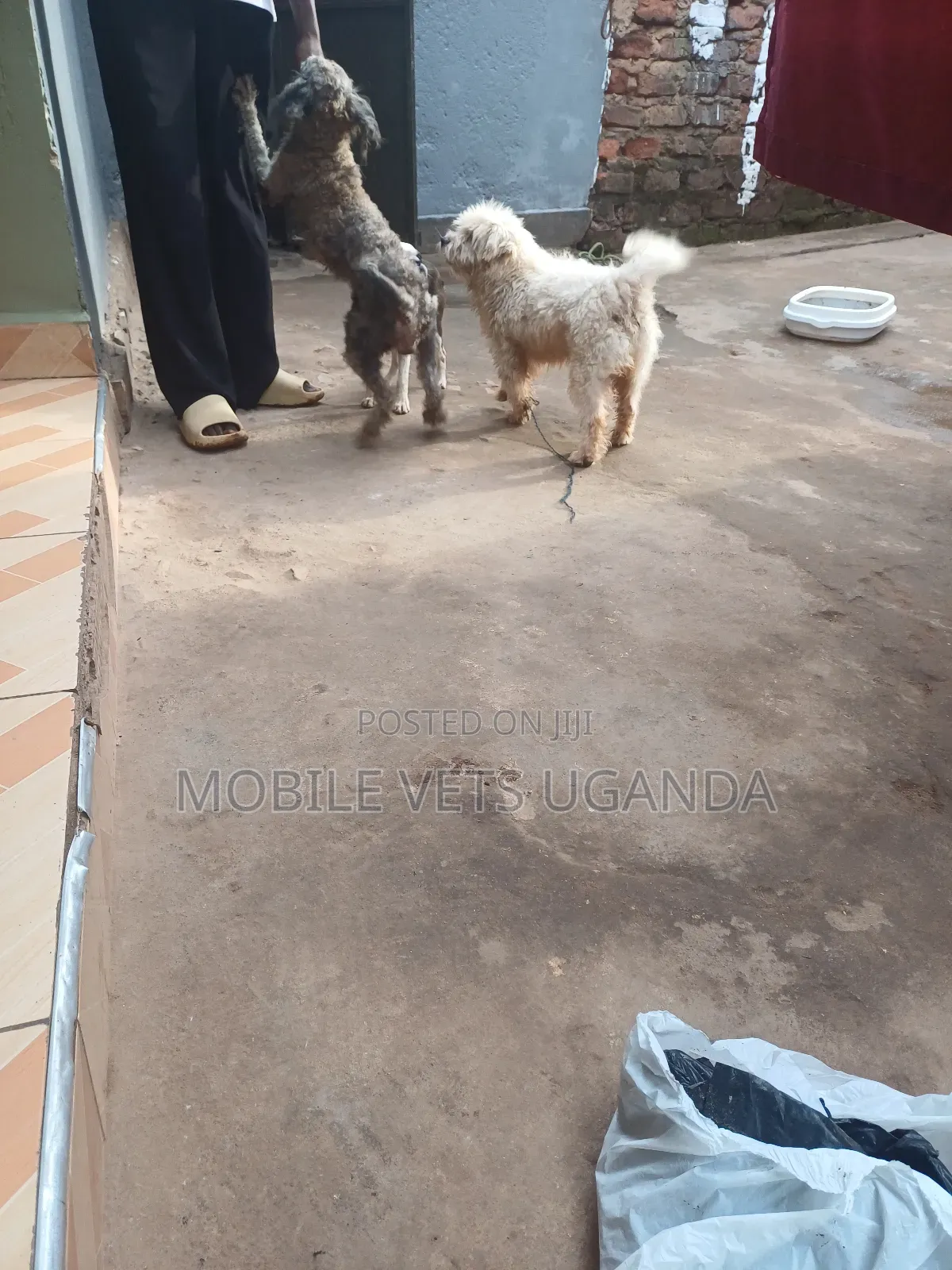 6-12 months Male Purebred Maltese
