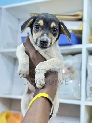 1-3 months Male Purebred Jack Russell Terrier