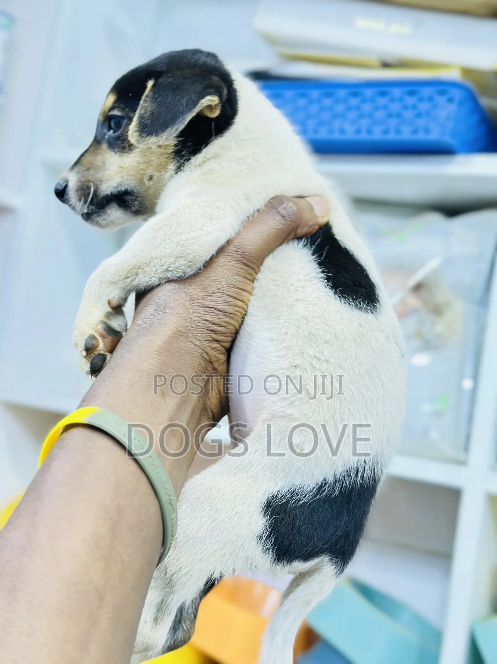1-3 months Male Purebred Jack Russell Terrier
