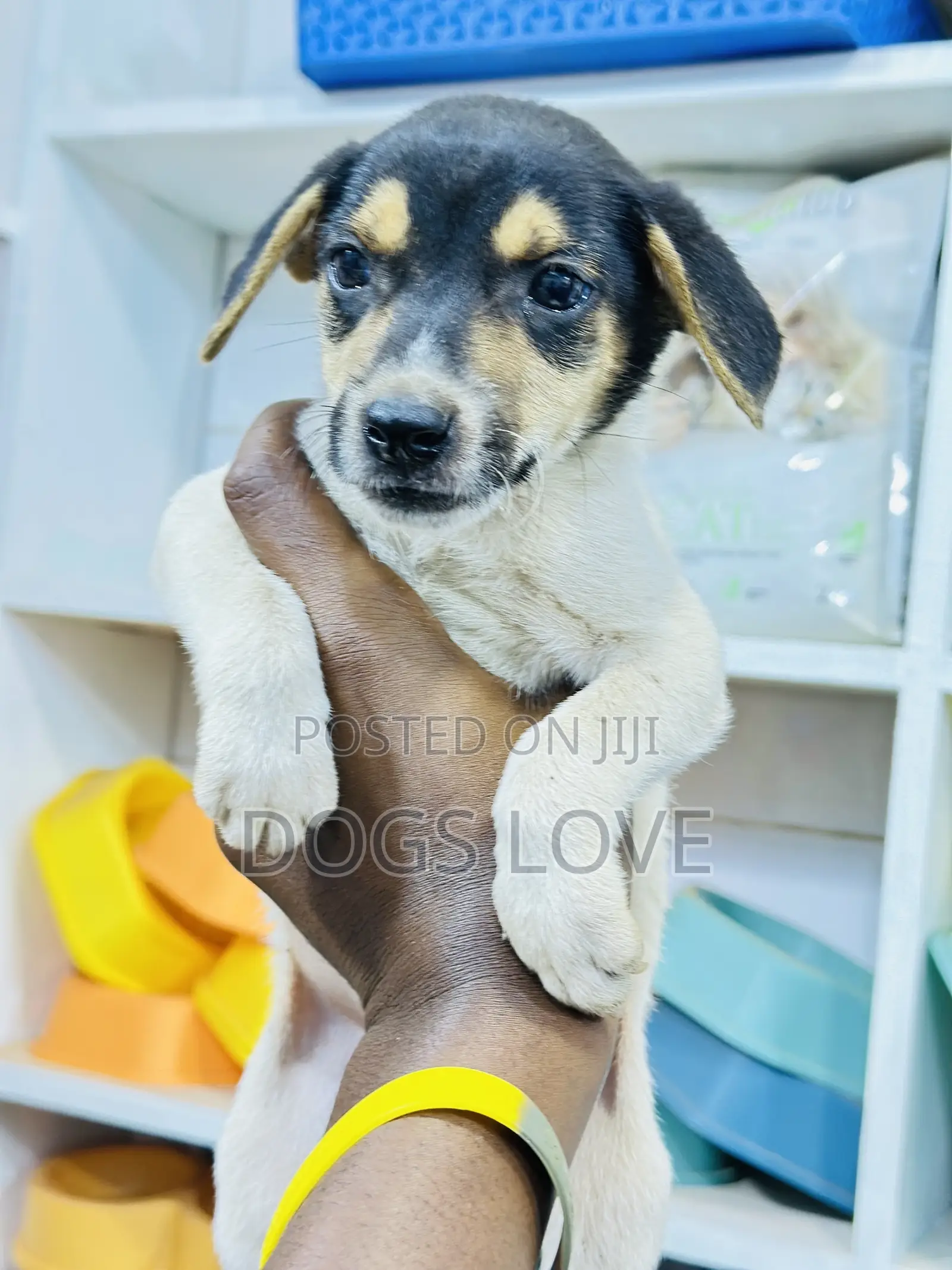 1-3 months Male Purebred Jack Russell Terrier