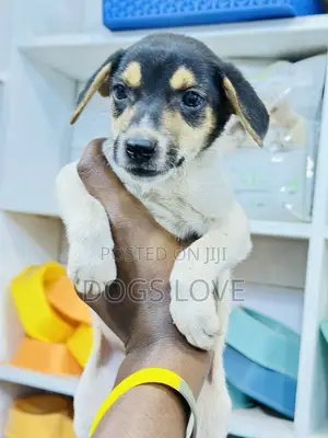 1-3 months Male Purebred Jack Russell Terrier
