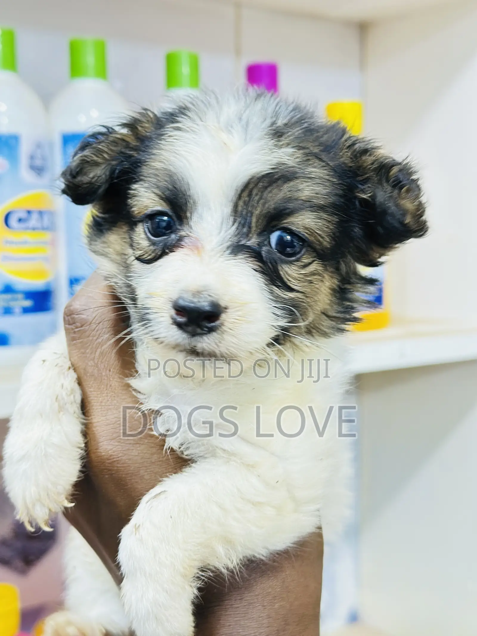 1-3 months Female Purebred Japanese Spitz