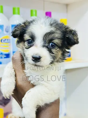 1-3 months Female Purebred Japanese Spitz