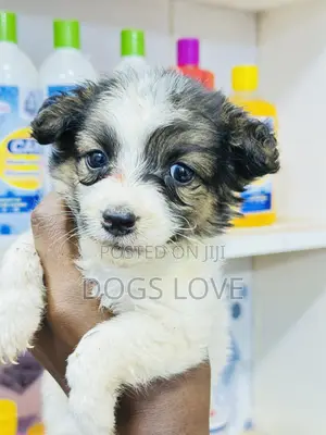 1-3 months Female Purebred Japanese Spitz