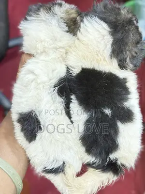 1-3 months Female Purebred Japanese Spitz
