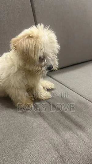 1-3 months Male Purebred Maltese