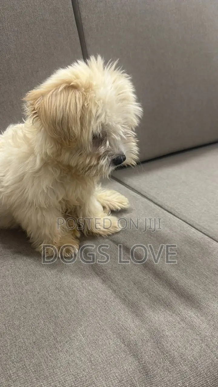 1-3 months Male Purebred Maltese