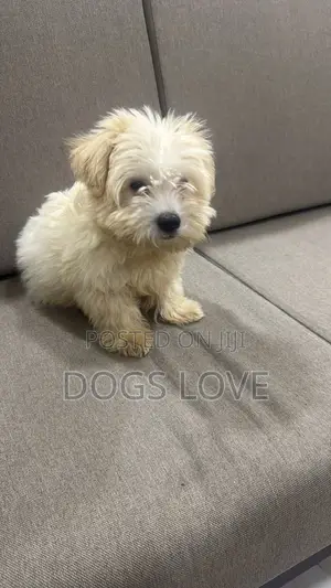 1-3 months Male Purebred Maltese