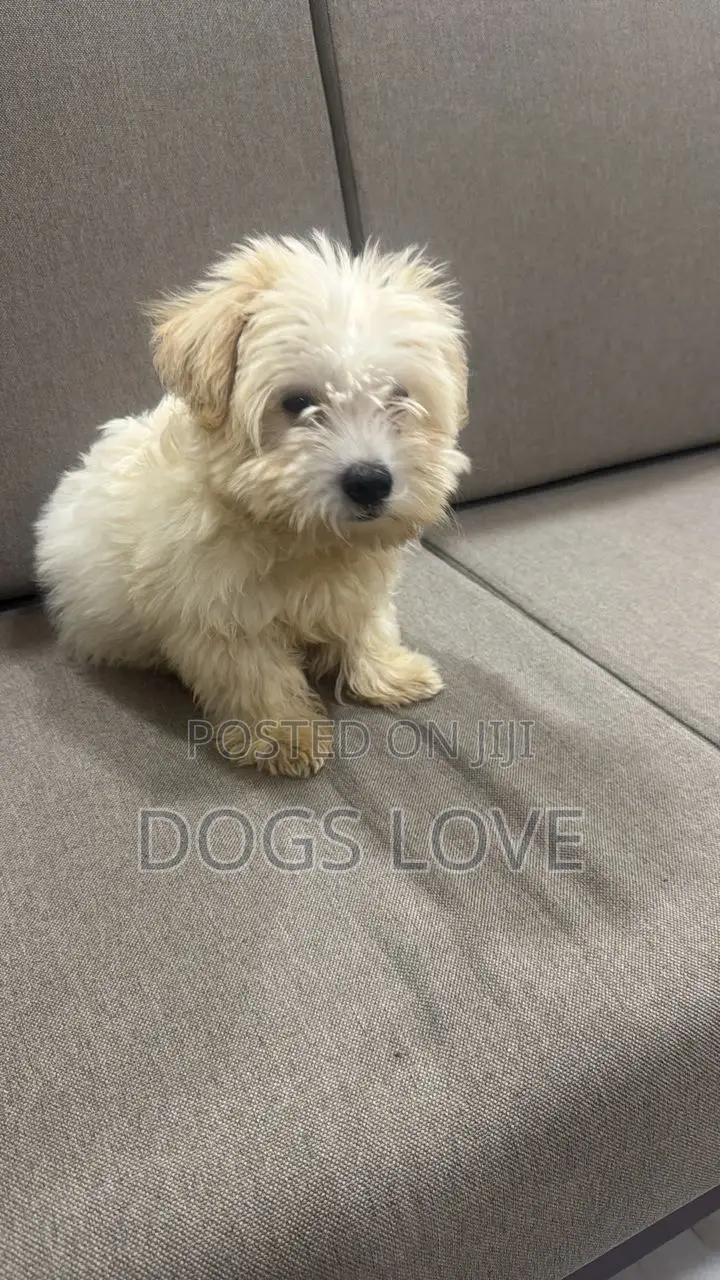 1-3 months Male Purebred Maltese