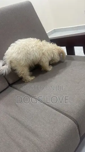 1-3 months Male Purebred Maltese