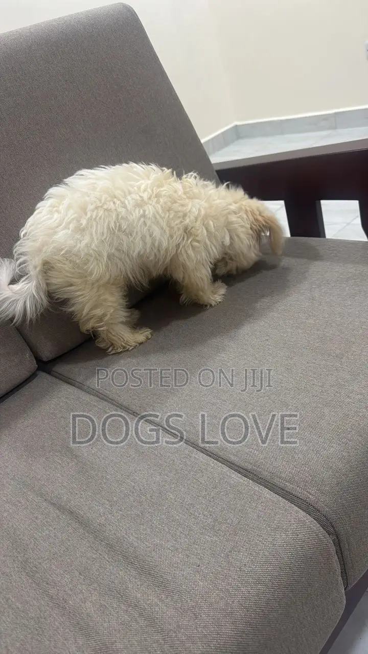 1-3 months Male Purebred Maltese