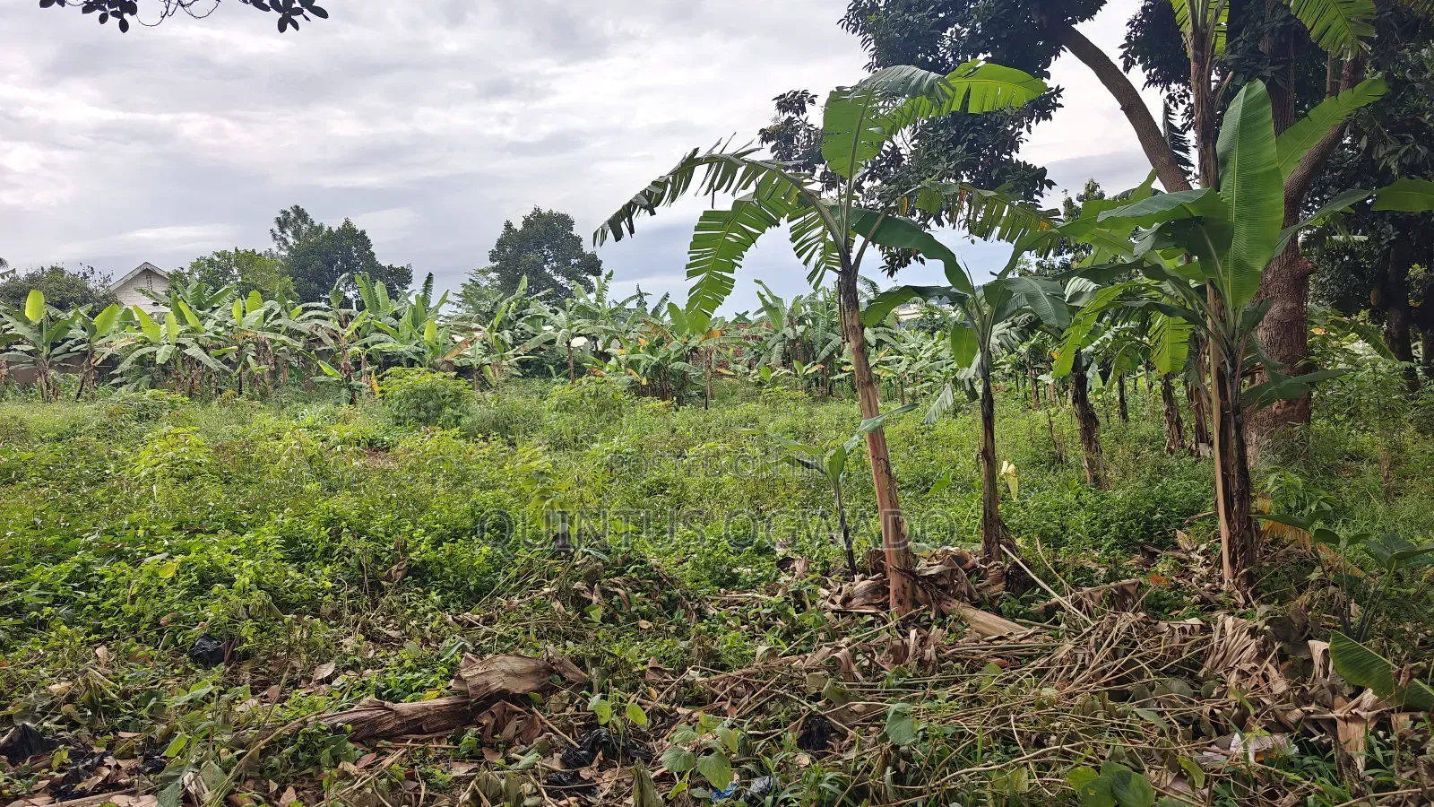 Land in Busiika 50x100