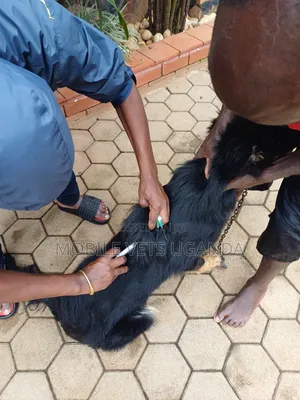 3-6 months Female Purebred German Shepherd
