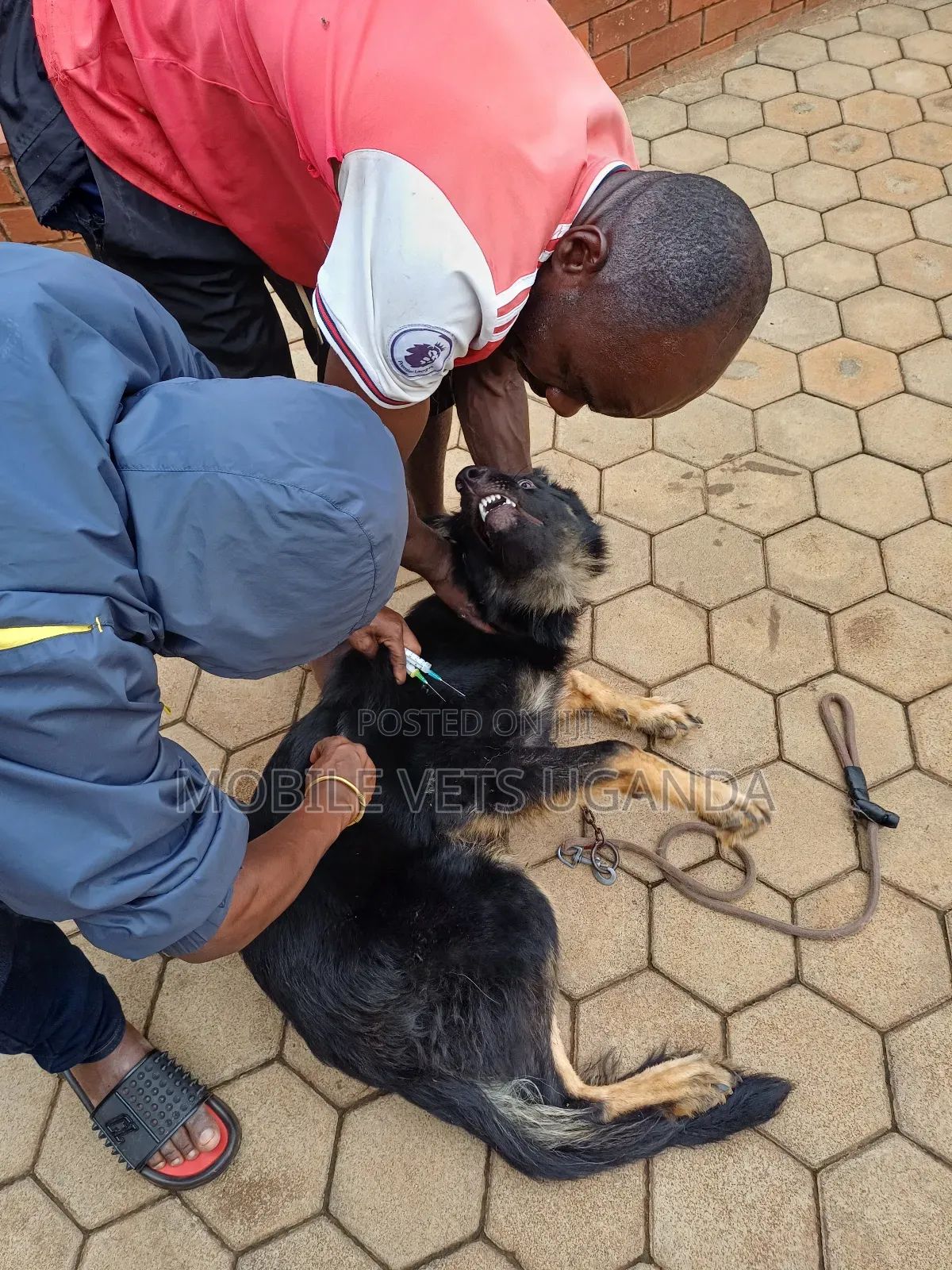 3-6 months Male Purebred German Shepherd