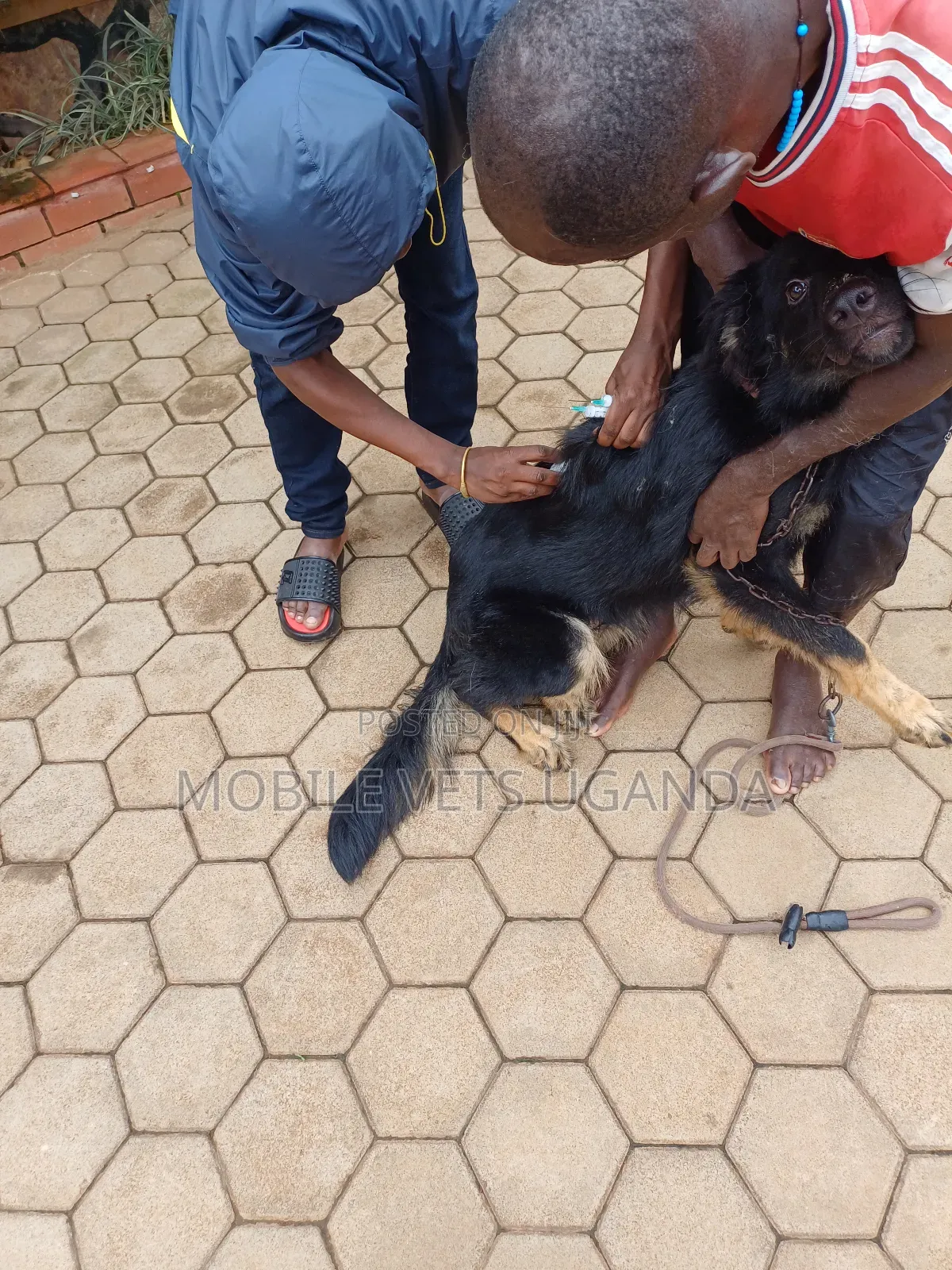 6-12 months Female Purebred German Shepherd