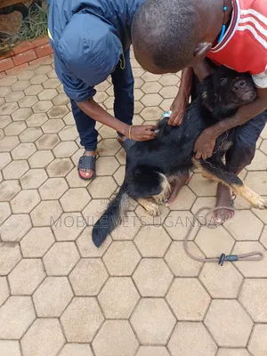 6-12 months Female Purebred German Shepherd