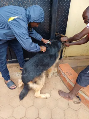 6-12 months Male Purebred German Shepherd