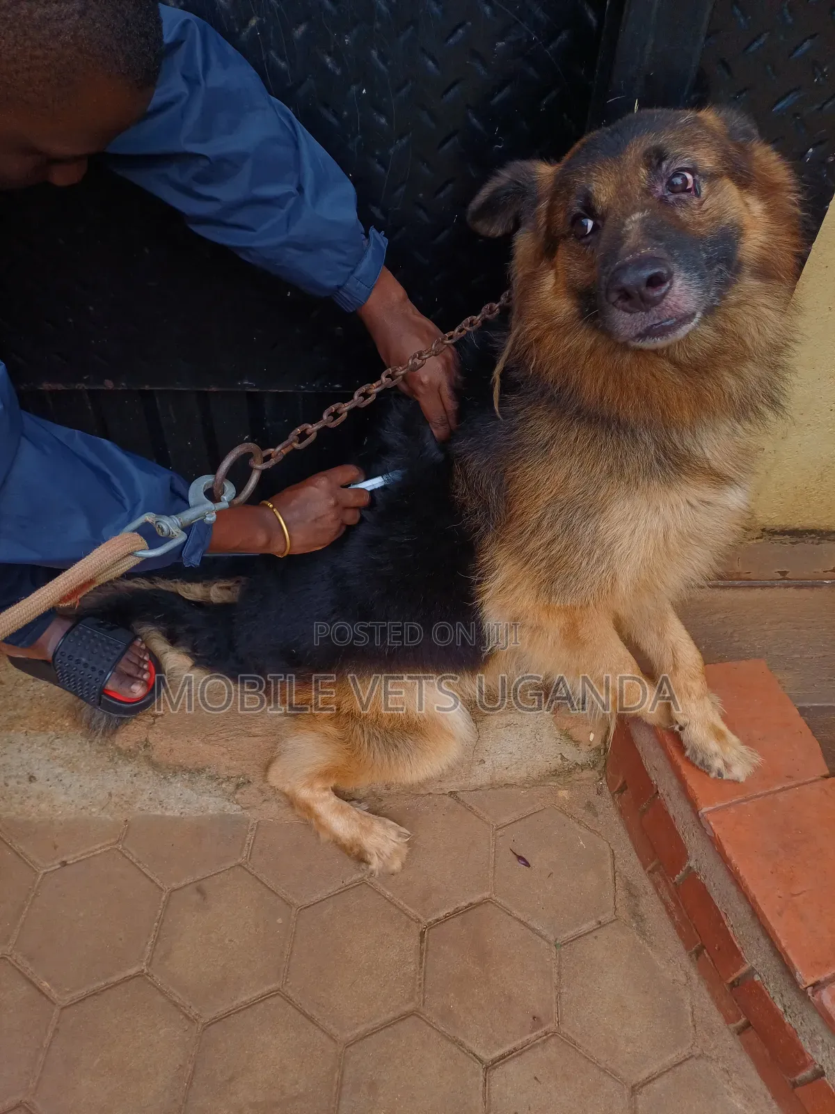 6-12 months Male Purebred German Shepherd