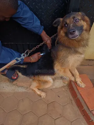 6-12 months Male Purebred German Shepherd