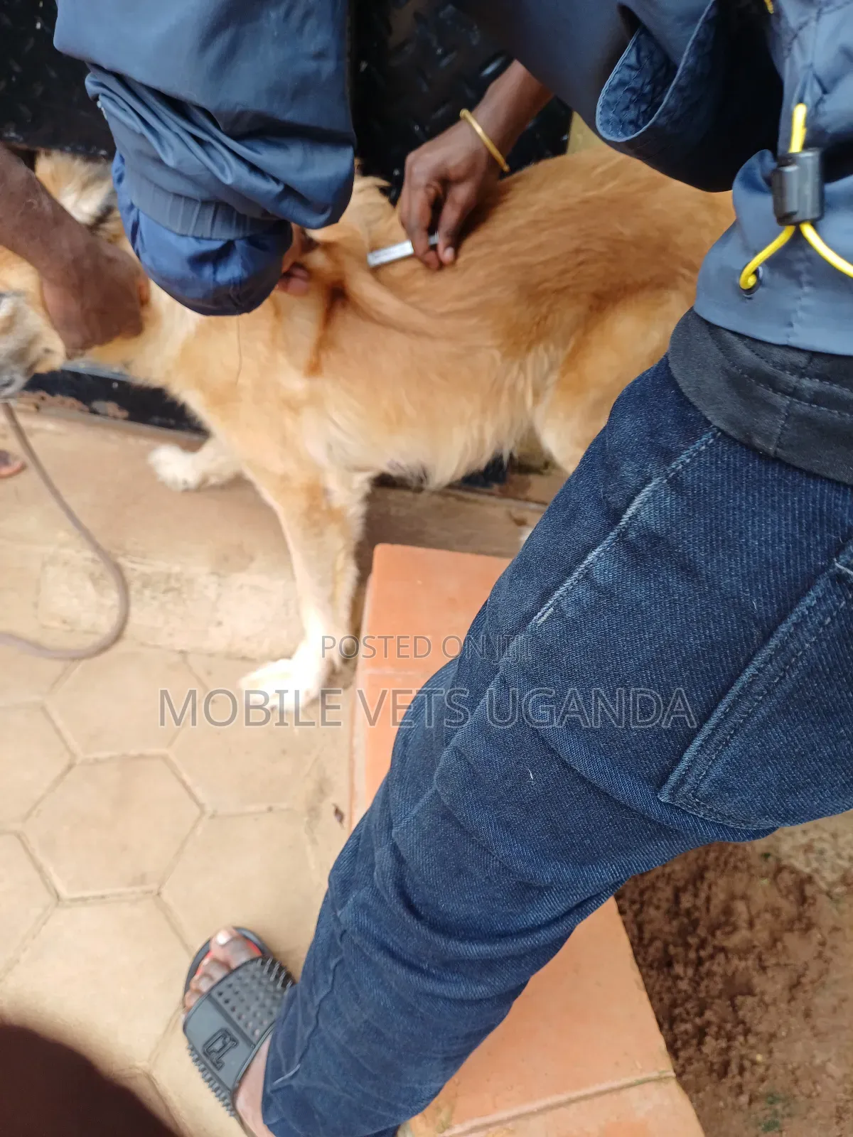 3-6 months Female Purebred German Shepherd