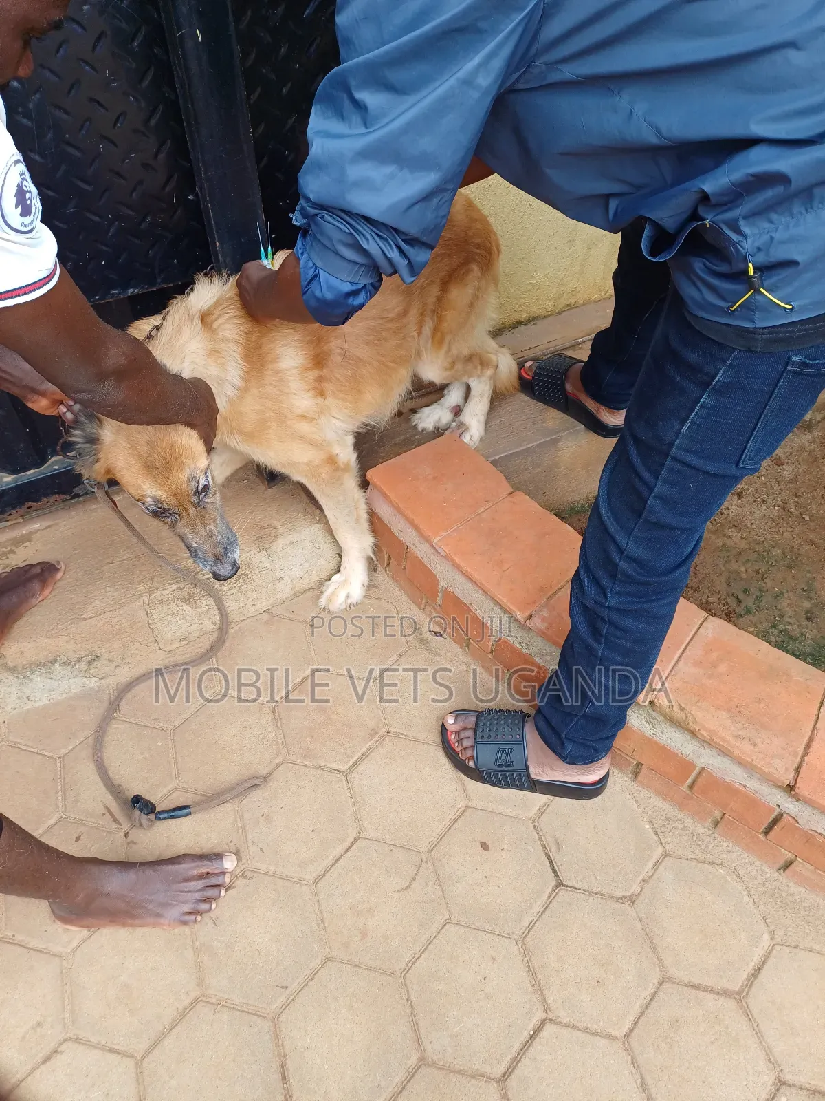 6-12 months Male Purebred German Shepherd