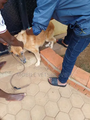 6-12 months Male Purebred German Shepherd