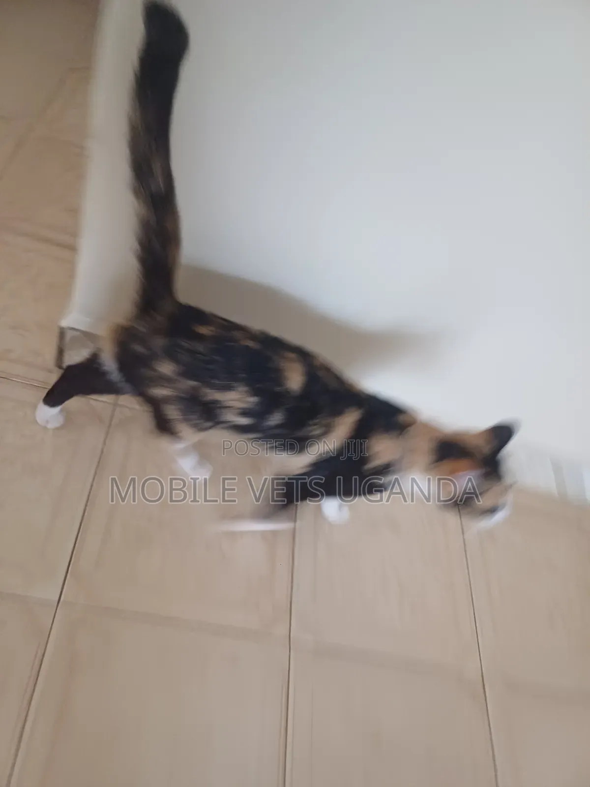 6-12 months Male Purebred Devon Rex
