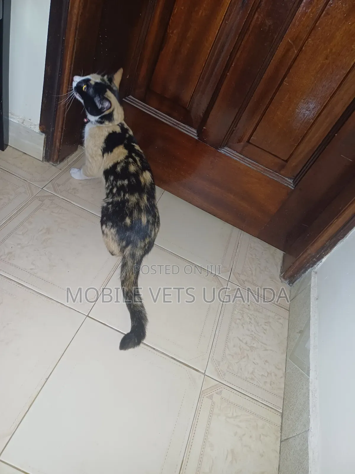 1+ year Female Purebred Cymric