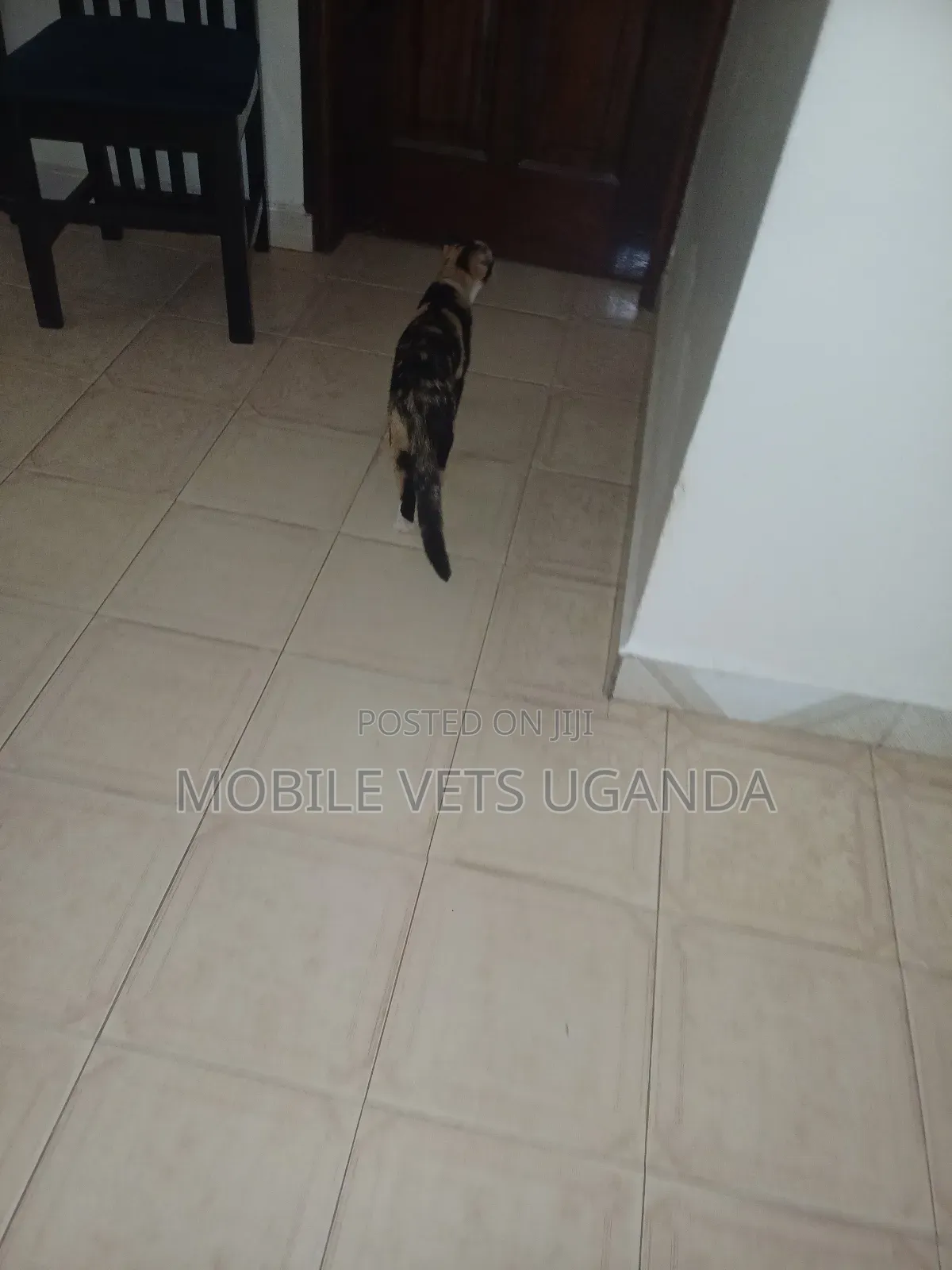 6-12 months Female Purebred European Burmese