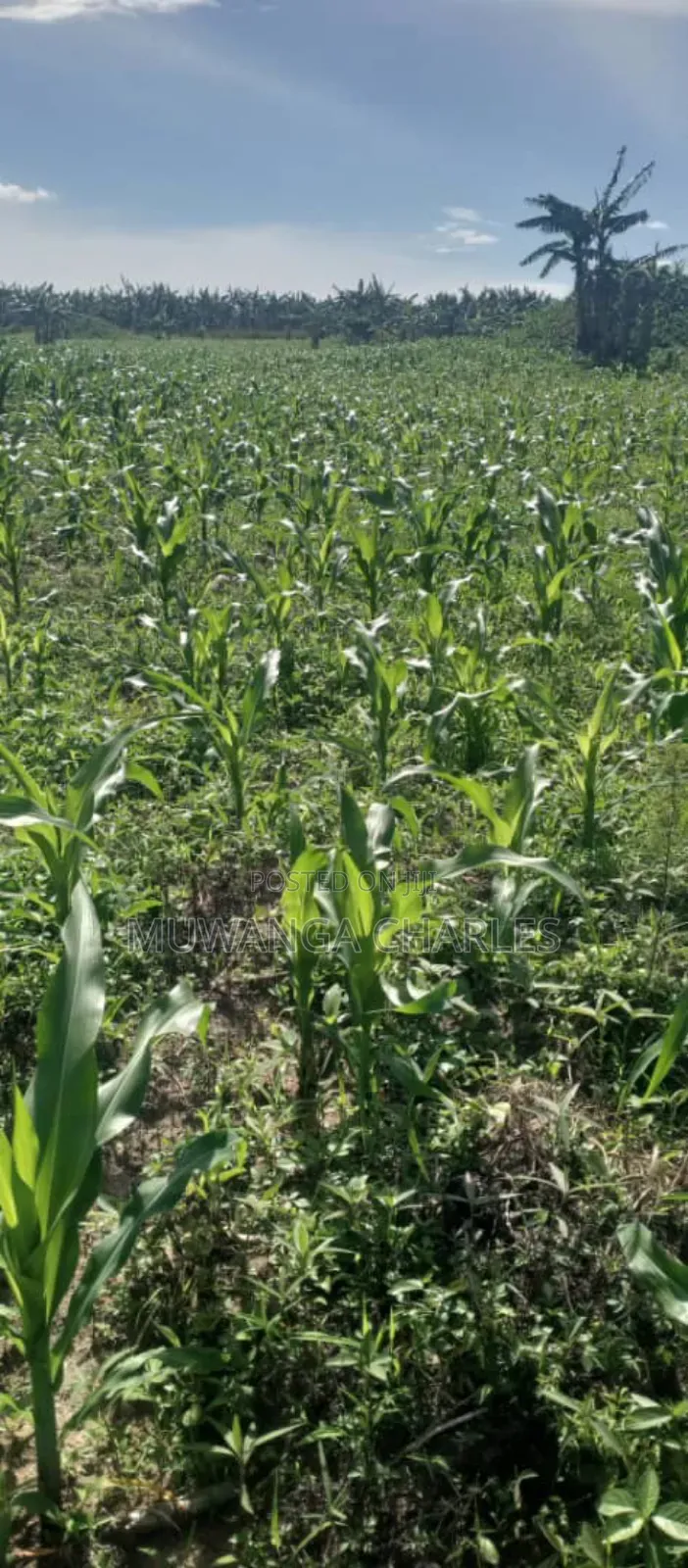 Land on Sale in Zirobwe Road Bulami