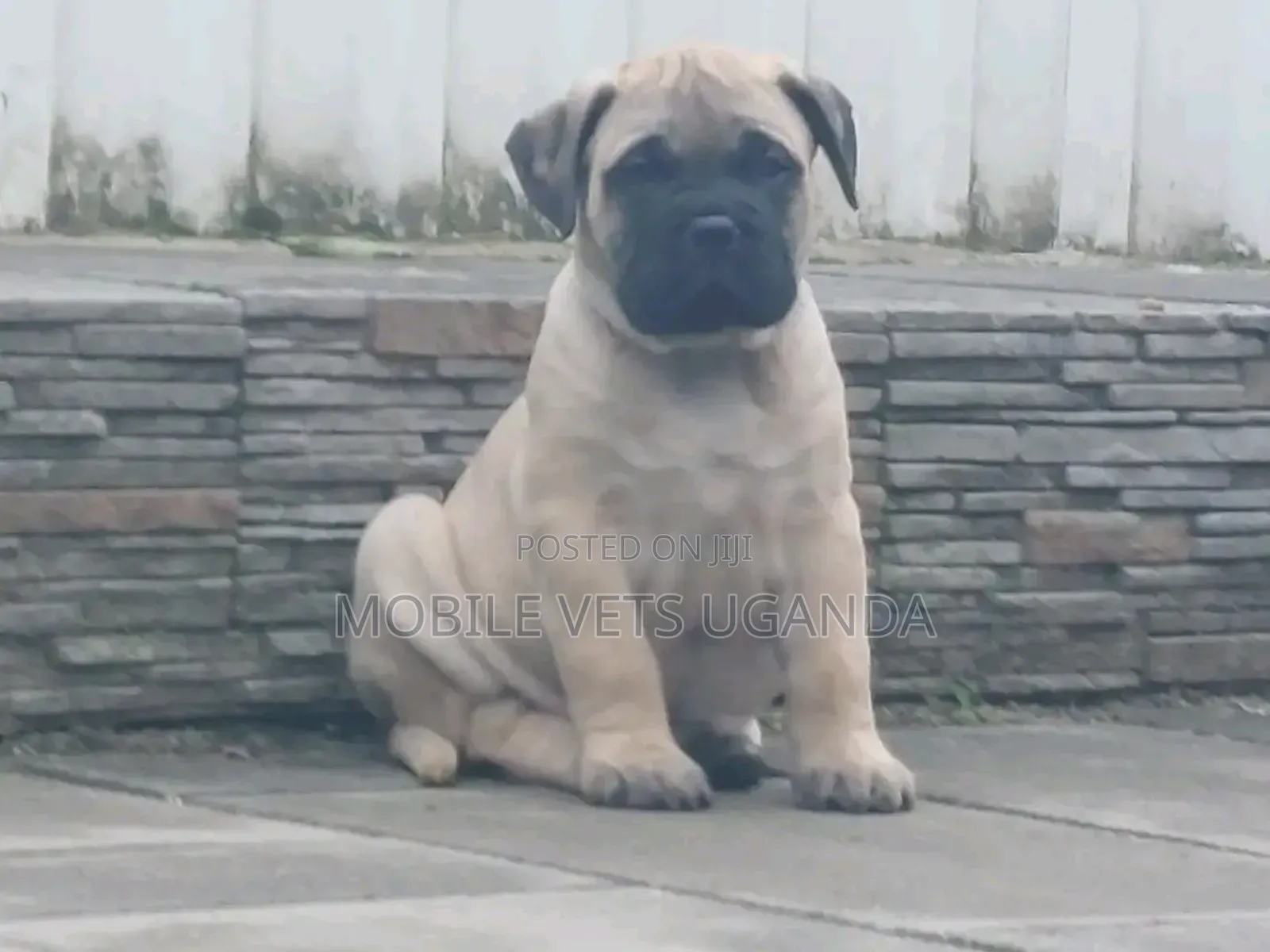 0-1 month Female Purebred Boerboel