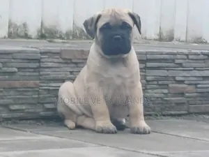0-1 month Female Purebred Boerboel