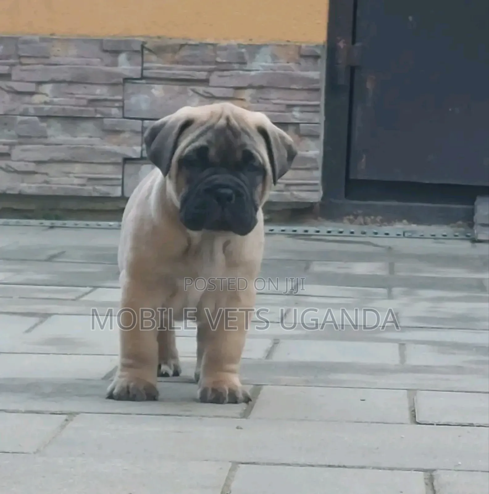1-3 months Female Purebred Boerboel